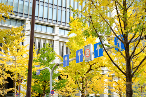 Midosuji Boulevard and Ginkgo Trees in Osaka, Japan photo