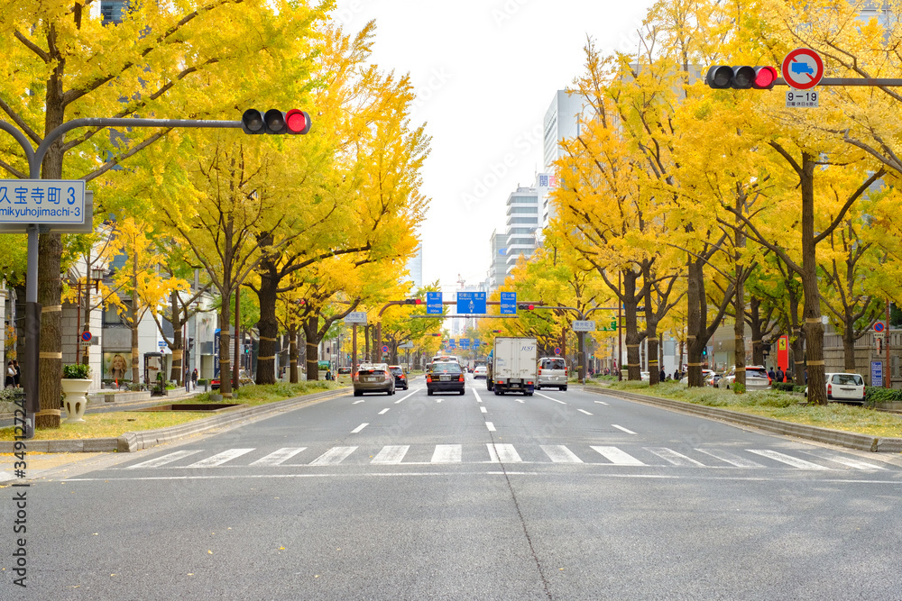 Obraz premium Midosuji Boulevard and Ginkgo Trees in Osaka, Japan