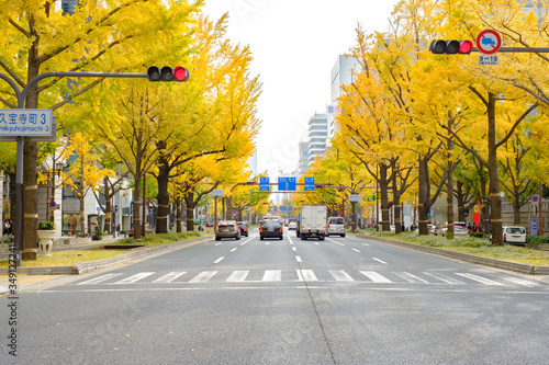 Fototapeta Midosuji Boulevard and Ginkgo Trees in Osaka, Japan