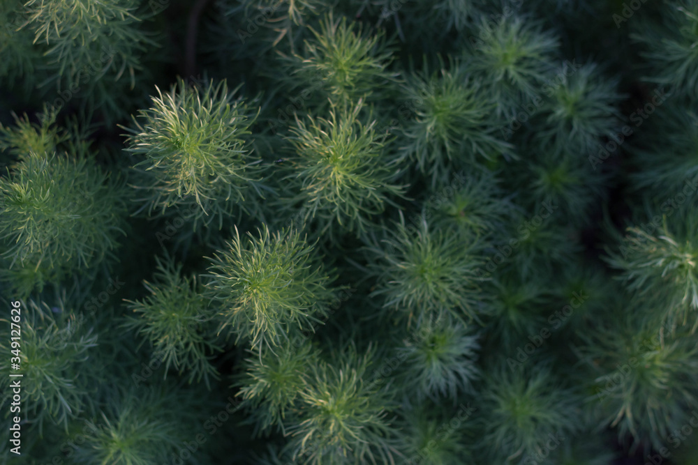 background of foliage, background of greenery. place for text. abstraction background of foliage, background of greenery. place for text. abstraction