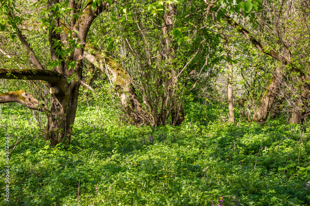 Lush green thickets sun-drenched
