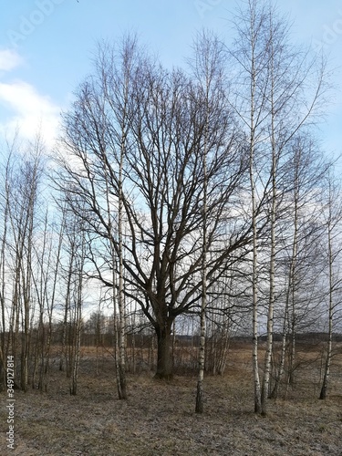 old oak tree surrounded by young birches