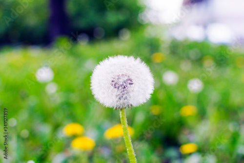 Dandelion on the background of a green field.