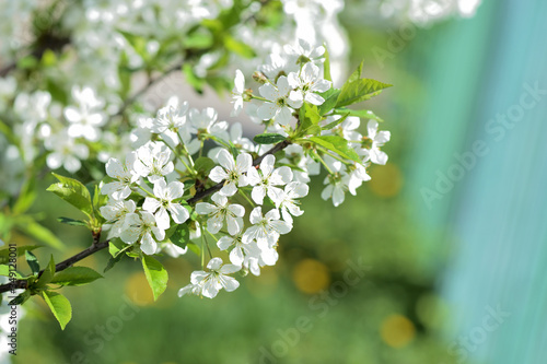 Flowers on plum tree branches close-up on a sunny spring day. Natural background