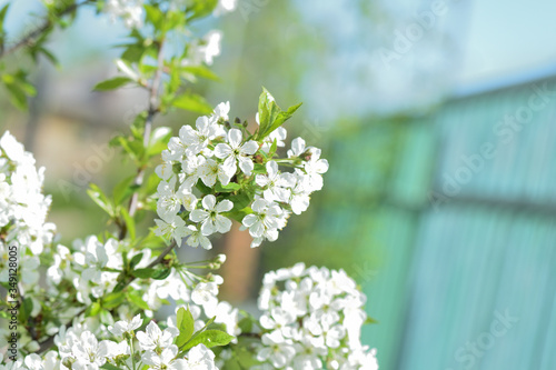 Flowers on plum tree branches close-up on a sunny spring day. Natural background