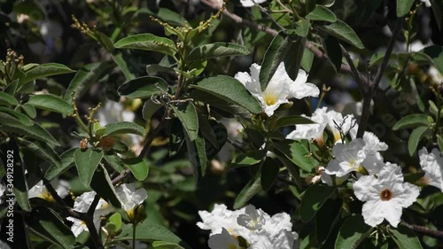 Clusters of white Texas Olive blossoms shake violently in the wind. photo