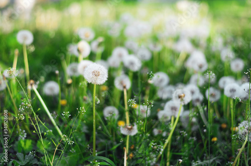 blossom dandelions at the spring mood, with blurry green background. copy space