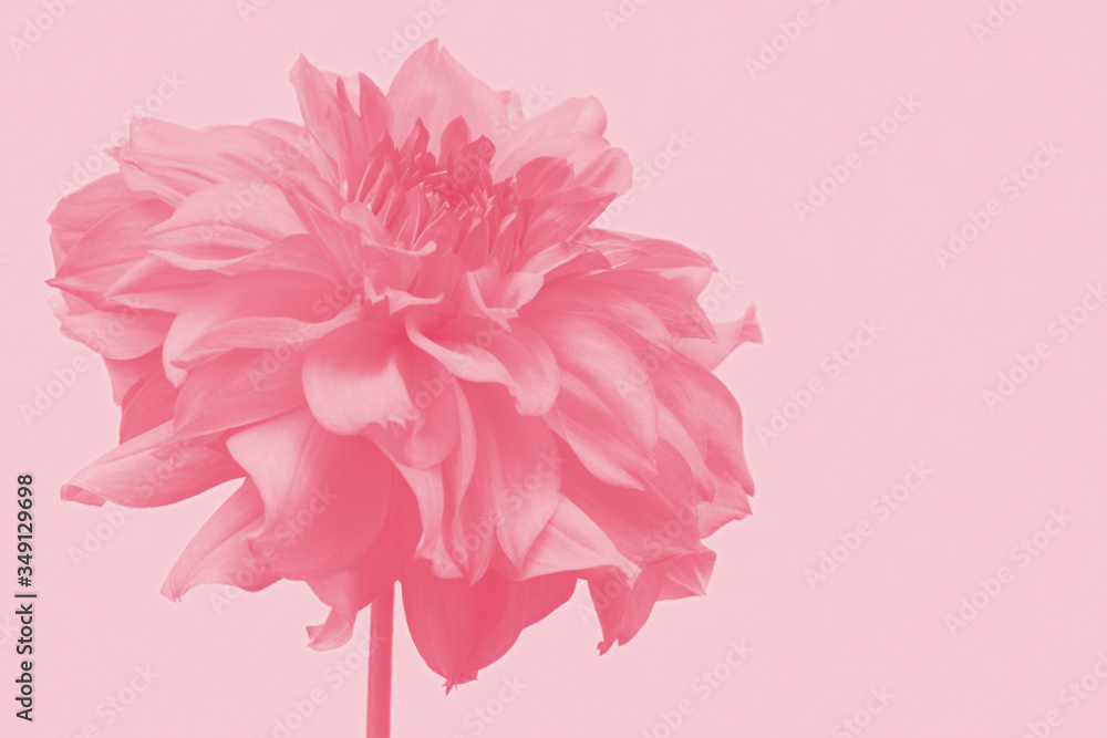 Fototapeta premium dahlia