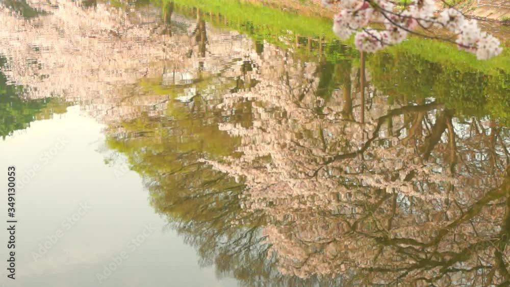 立岡自然公園の桜 立岡自然公園の桜