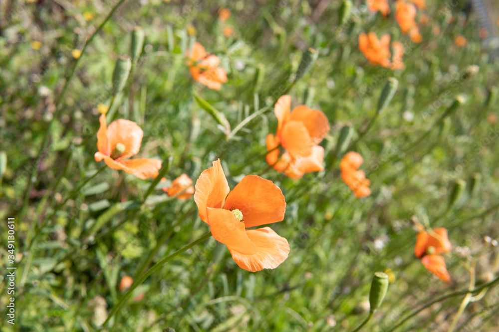 横向きのナガミヒナゲシ/Papaver dubium 横向きのナガミヒナゲシ/Papaver dubium