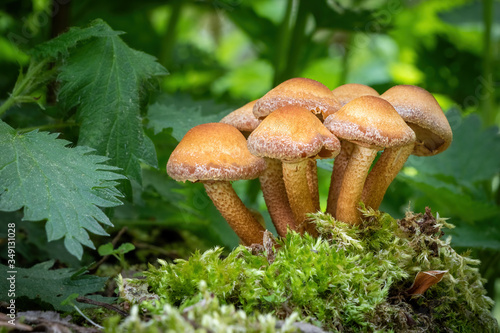 Edible mushrooms commonly known as sheathed woodtuft