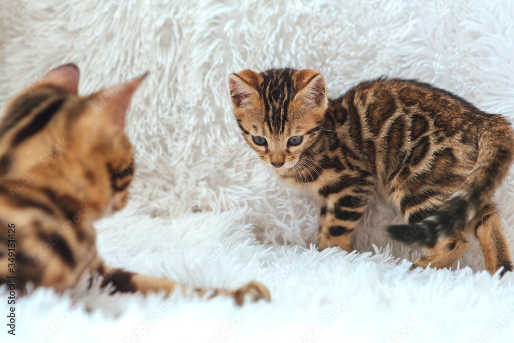 Two cute bengal kittens gold and chorocoal color playing and fighting on the white background.