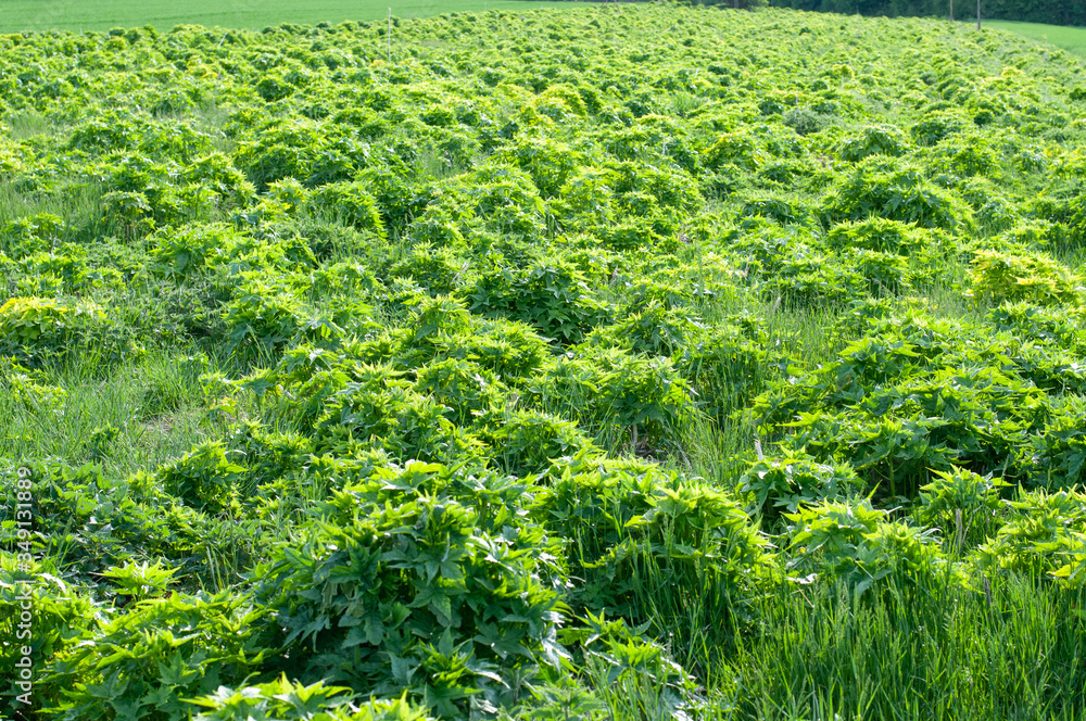 agricultural field in springtime with young sida plants