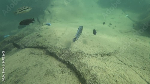 Wallpaper Mural Following fish in lake malawi Torontodigital.ca