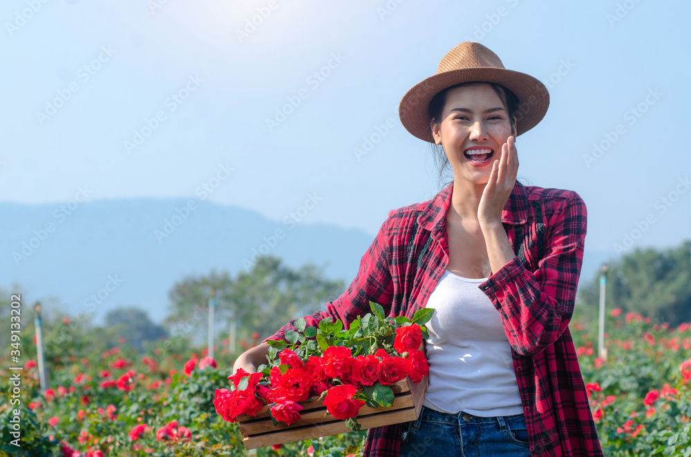 Beautiful Asian woman having fun on sunny day against the blue sky, Farmers woman picking up Rose at Rose Garden, Harvest roses, valentine’s day