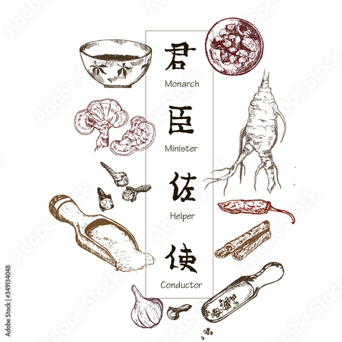 Chinese medicine, herbs and plants, zhen shen root vector illustration banner. Alternative medicine.