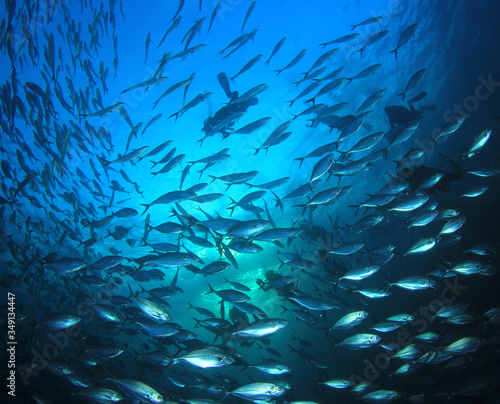 Scuba divers behind a massive underwater shoal of tuna fish 