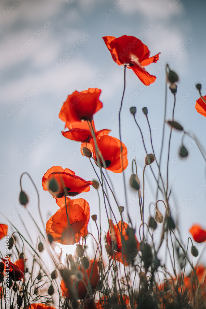Obraz premium Poppy flowers meadow and nice sunset scene