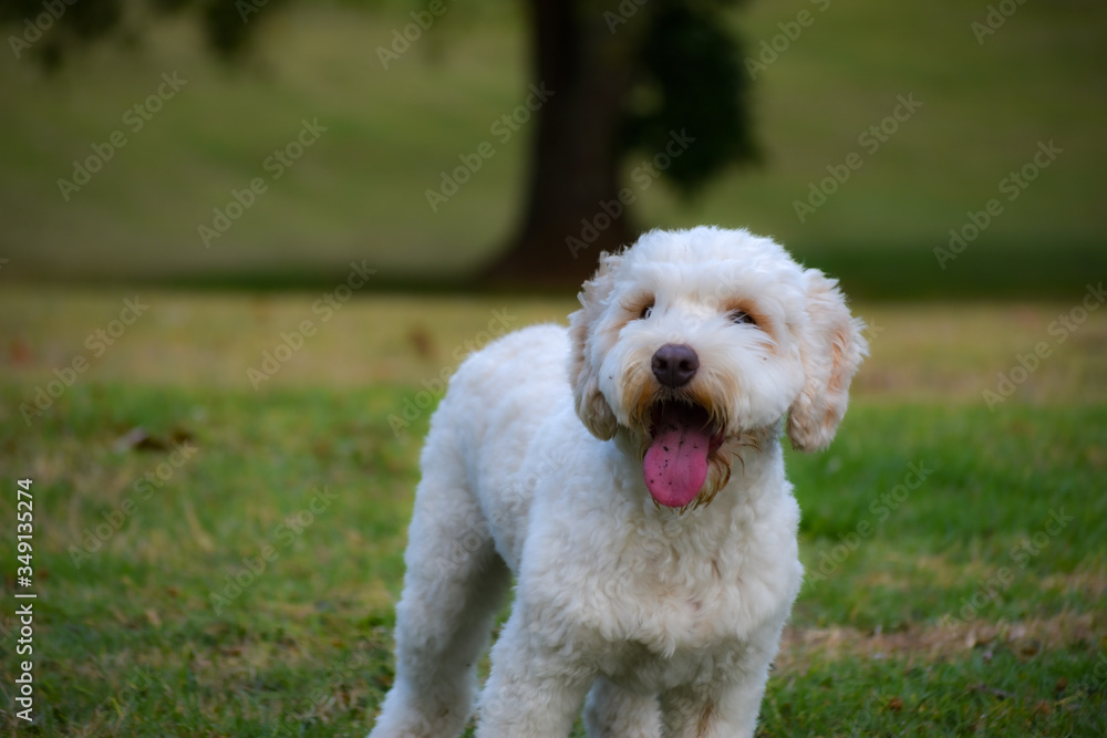 White fluffy labradoodle standing at the park White fluffy labradoodle standing at the park