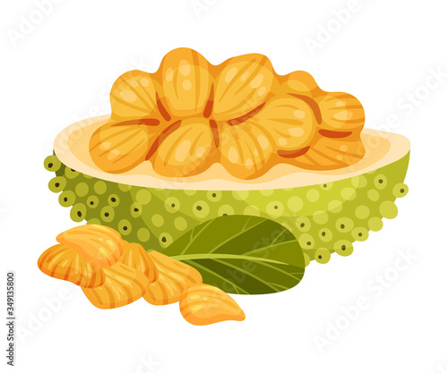 Ripe Bright Jackfruit with Green Seed Coat and Cut Section Showing Fibrous Core Vector Illustration