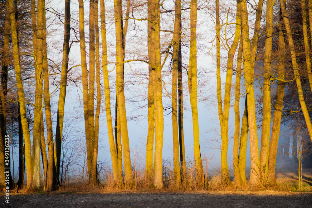 Fototapeta premium oświetlone drzewa