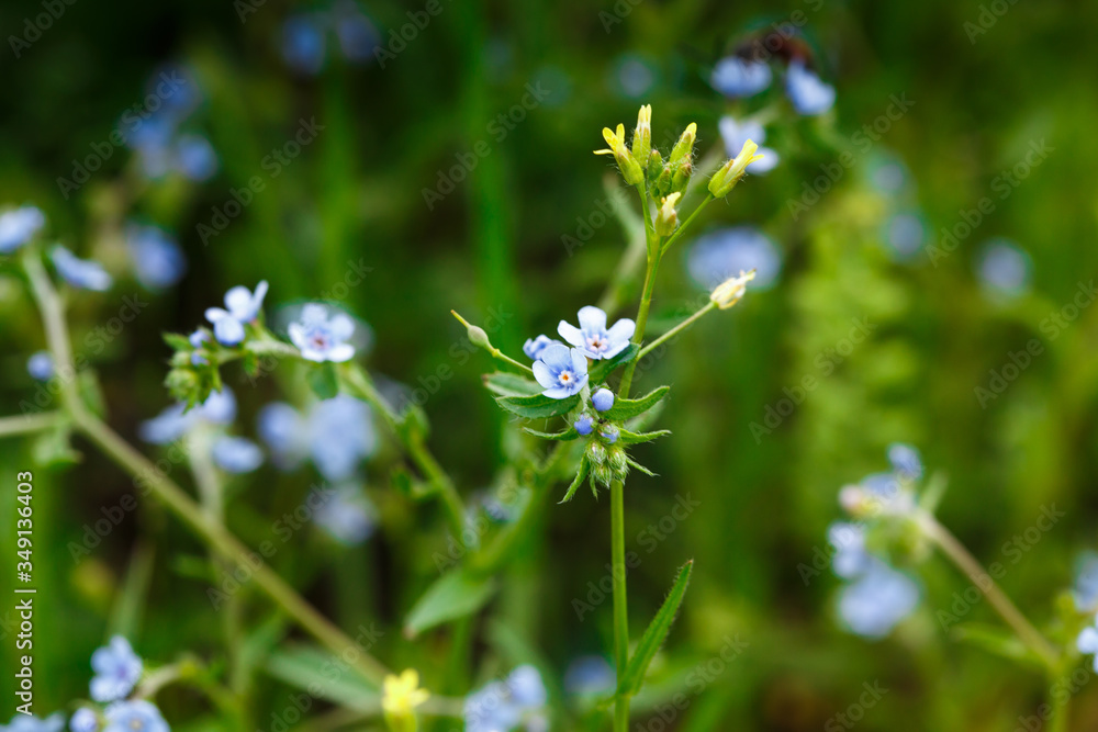 Forget-me-not. Beautiful blooming glade of blue flowers. Blooming blue flowers in the green grass.