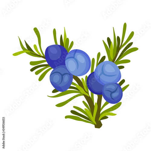 Green Twig of Juniper with Needle Like Leaves and Blue Aromatic Seed Cones Vector Illustration