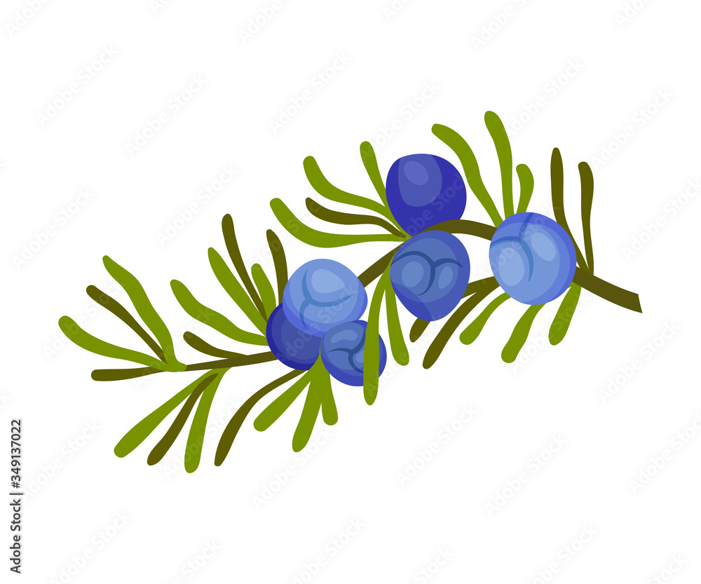 Juniper Plant with Needle Like Leaves and Blue Aromatic Seed Cones