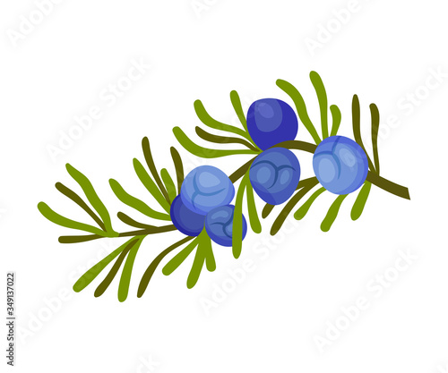Juniper Plant with Needle Like Leaves and Blue Aromatic Seed Cones Vector Illustration