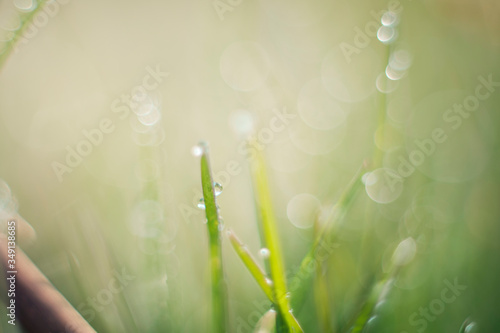 Tableau sur toile Dew drops on a plant, Ripasottile lake, Rieti