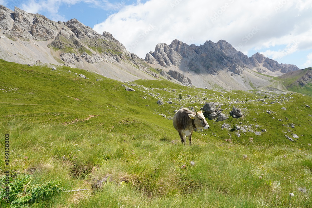 San Pellegrino Pass, Moena , Trentino Alto Adige, Alps, Dolomites, Italy: Landscape at the San Pellegrino Pass 1918 m. It's a high mountain pass in the Italian Dolomites. Summer landscape in the Alps