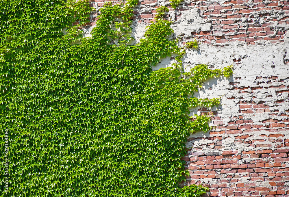 Naklejka premium Climbing plants on the brick wall