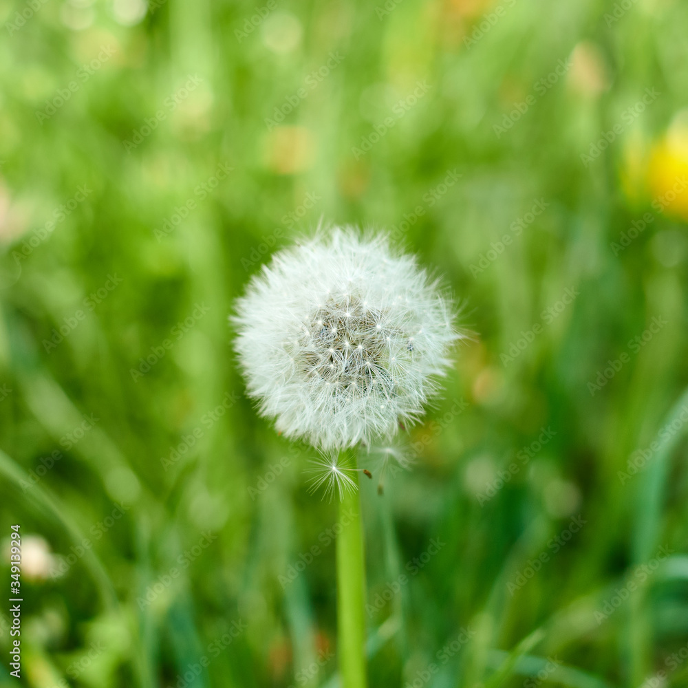 Big white dandelion macro image. Nature background. Big white dandelion macro image. Nature background.