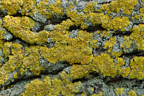 Moss on the tree bark, macro image, texture. © Sviatoslav Kovtun