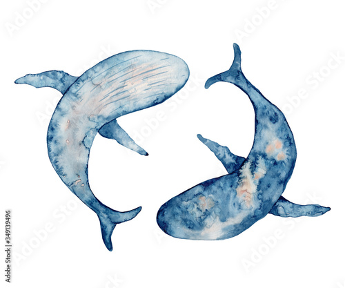 Blue whales watercolor illustration. Hand drawn painting  on white background. photo