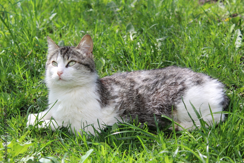 fluffy cat on fresh grass in spring
