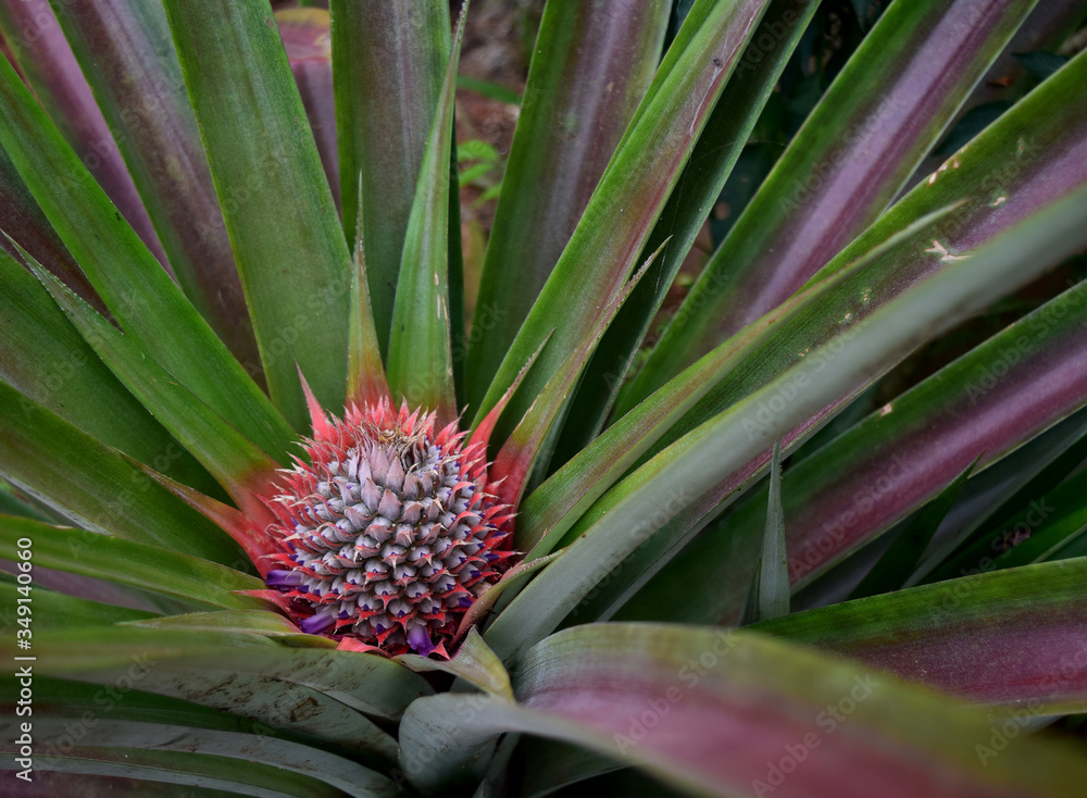 Pineapple just sprouting and looking beautiful in a local farmland in Nigeria. Pineapple just sprouting and looking beautiful in a local farmland in Nigeria.