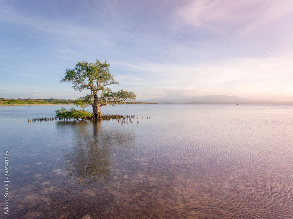 Beautifull mangrove tree in low tide beach at Ai Lemak Beach, Sumbawa, Indonesia