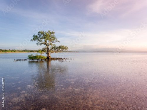Beautifull mangrove tree in low tide beach at Ai Lemak Beach, Sumbawa, Indonesia © Harry