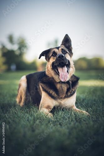 german shepherd dog