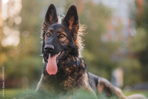 german shepherd dog