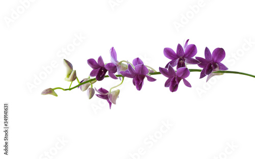 Orchids purple bloomingisolated on white background