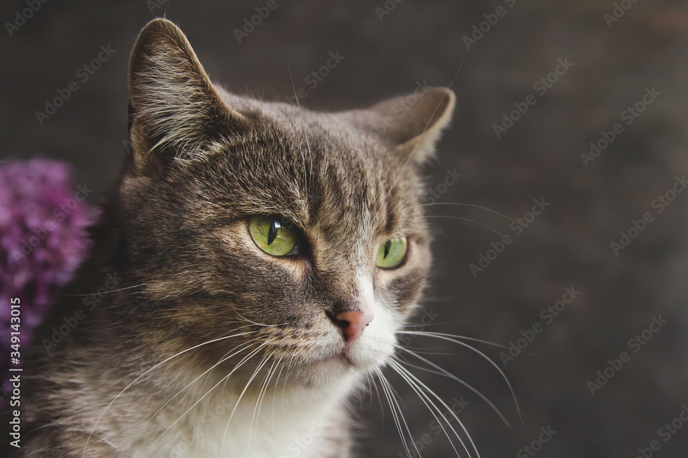 Gray tabby cat with green eyes on a gray background.