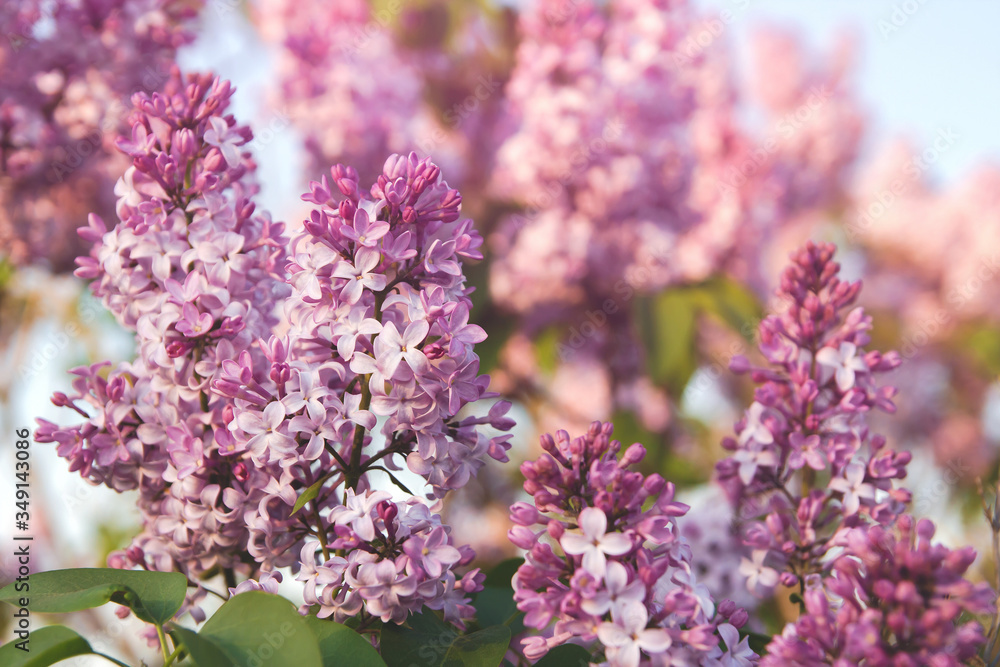 Spring flowers of lilac. A bouquet of lilacs. Lilac in the garden.