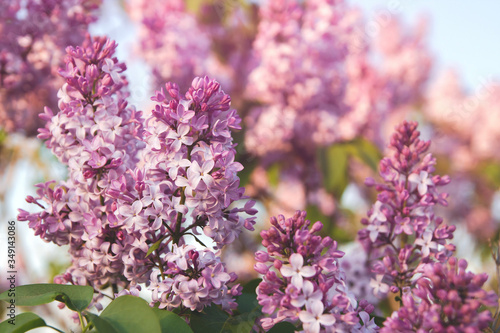 Spring flowers of lilac. A bouquet of lilacs. Lilac in the garden.