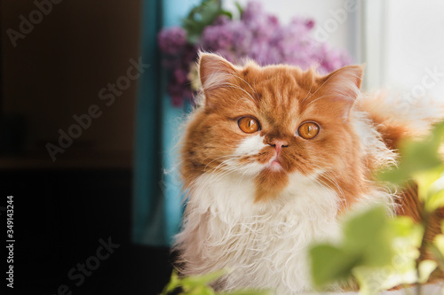 A fluffy ginger cat sits on a windowsill and looks out the window. Ginger long-haired cat on a background of a lilac bouquet copy space. © Марина Красавина