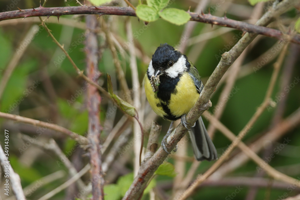 A Great Tit, Parus major, perched on a branch with a Caterpillar in its beak which it is going to feed to its babies in a nest nearby. A Great Tit, Parus major, perched on a branch with a Caterpillar in its beak which it is going to feed to its babies in a nest nearby.
