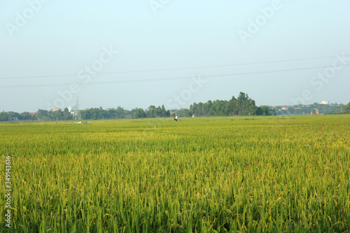 Green rice field in a sunny day with blue sky in Vietnam countryside, Vietnam landscapes, asia