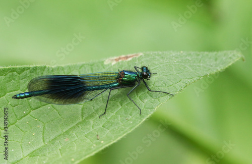 A newly emerged male Banded Demoiselle Dragonfly, Calopteryx splendens, perching on a Comfrey leaf in Spring. © Sandra Standbridge