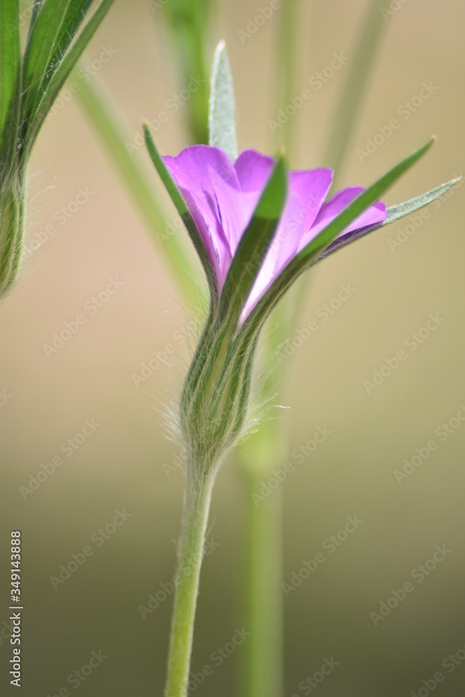 Fototapeta premium Blühende Kornrade (Agrostemma)